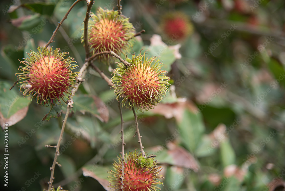 Fresh rambutan fruit on the tree in the garden , kamphaengphet , thailand Fresh rambutan fruit on the tree in the garden , kamphaengphet , thailand