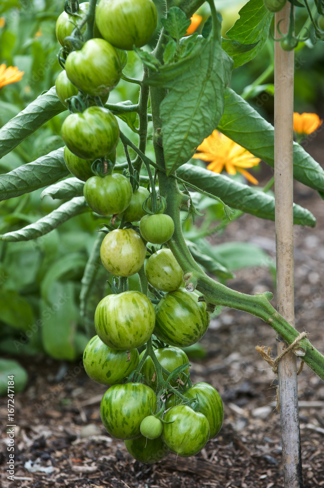 Fototapeta premium Green Tomatoes