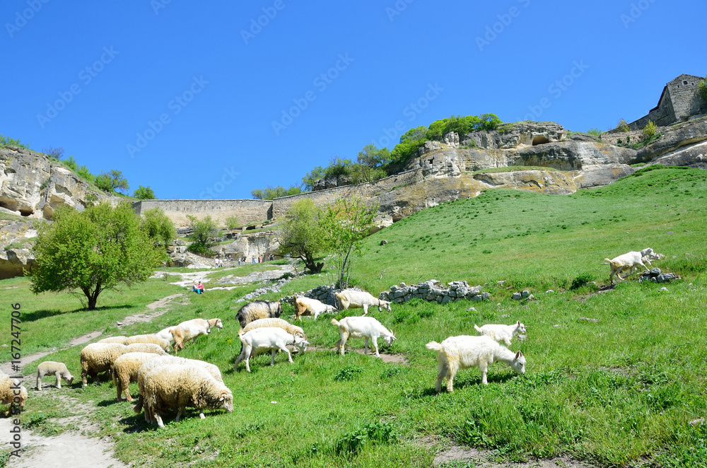 	Стадо коз и овец пасется в балке Марьям-Дере солнечным весенним днем перед пещерным городом Чуфут-Кале