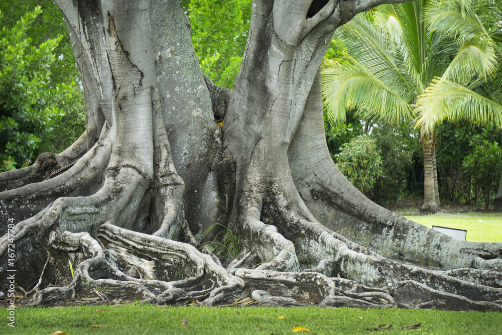 A large Banyan tree behind the houses of Edison and Ford Winter Estates. A large Banyan tree behind the houses of Edison and Ford Winter Estates.