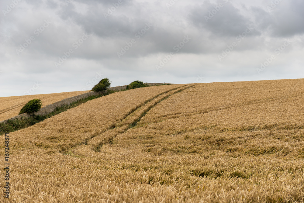 Fototapeta premium Track through a field of wheat under a stormy sky