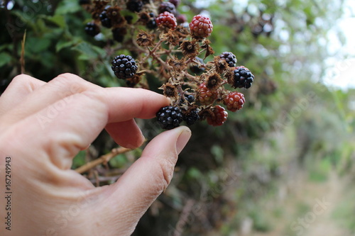 Bild auf Leinwand cueillette de mûres sauvages