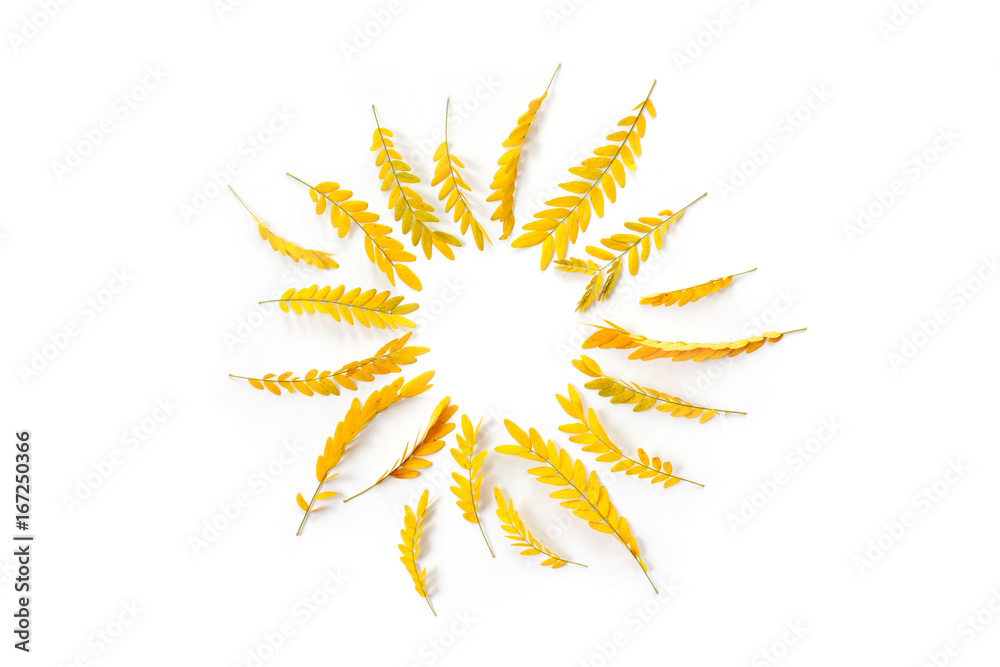 Round frame of yellow autumn leaves on white background. Flat lay, top view. Wreath made of yellow acacia leaves. Round frame of yellow autumn leaves on white background. Flat lay, top view. Wreath made of yellow acacia leaves.