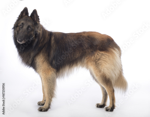 Dog, Belgian Shepherd Tervuren, standing on white studio background