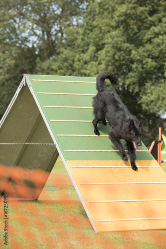 Dog, Belgian Shepherd Groenendael, running down agility a-frame