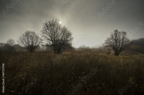 trees in dark forest with cloudy sky