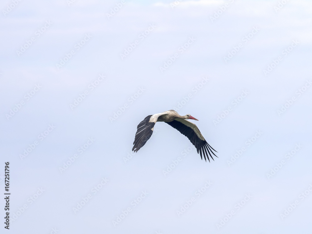 Flying white stork, Ciconia ciconia, Romania Flying white stork, Ciconia ciconia, Romania