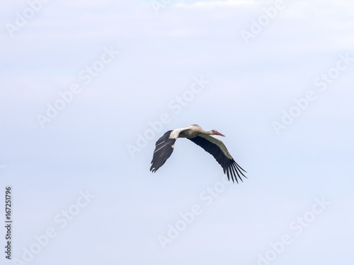Flying white stork, Ciconia ciconia, Romania