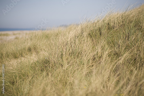 Beach dunes in Denmark