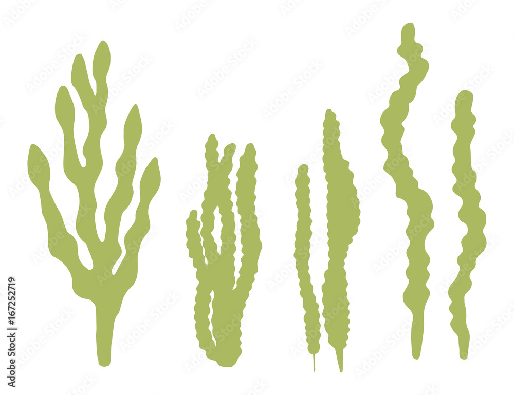Algae isolated on white background Algae isolated on white background
