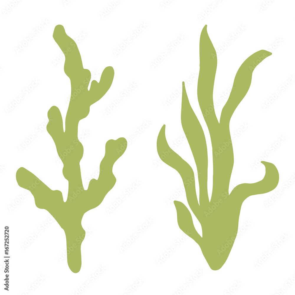 Obraz premium Seaweed isolated