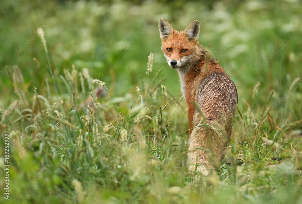 Fox (Vulpes vulpes)