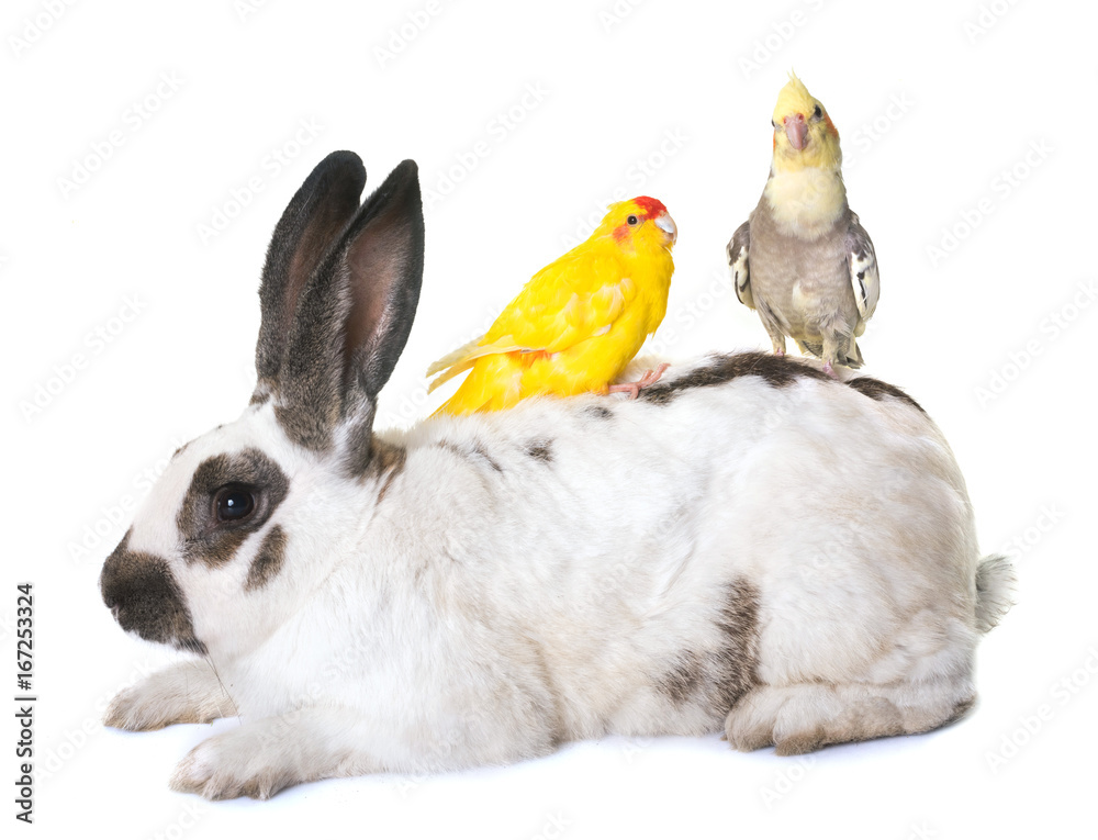 Obraz premium Checkered Giant rabbit and parakeet