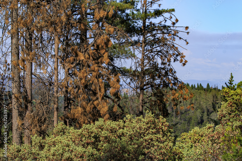 Dead trees of the California Sierra Nevada Dead trees of the California Sierra Nevada