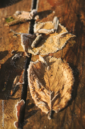 Leaves faded on wooden boards.
