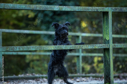 schwarzer Terrier