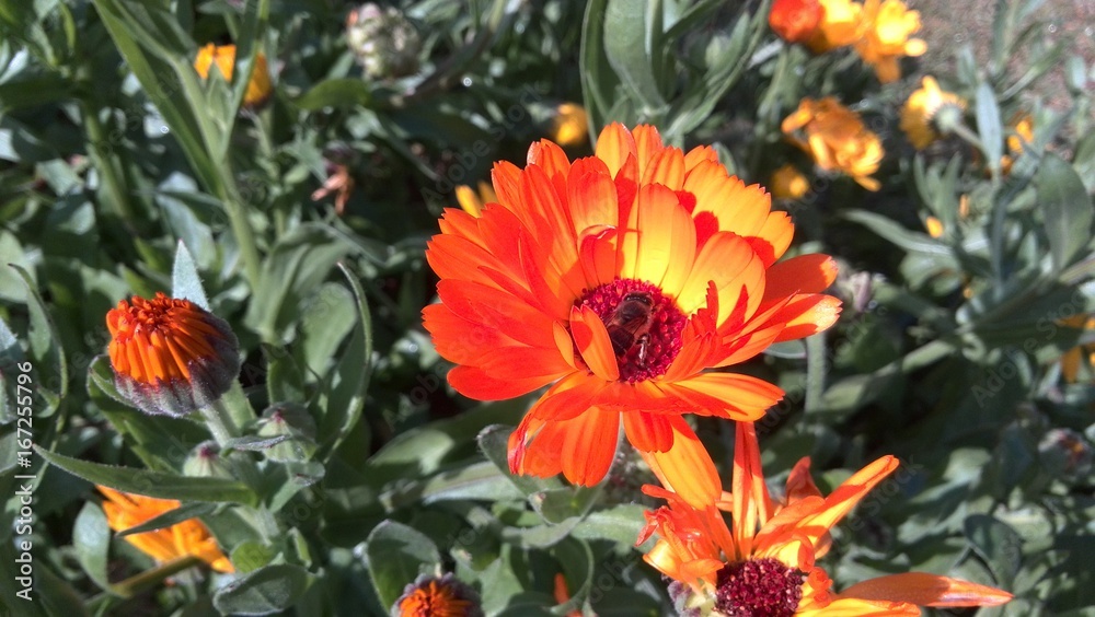 Chrysanthemum Chrysanthemum