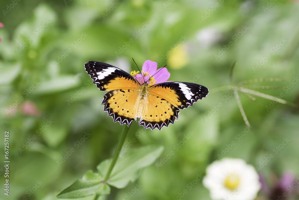 Leopard Lacewing butterfly are sucking nectar from pollen Leopard Lacewing butterfly are sucking nectar from pollen