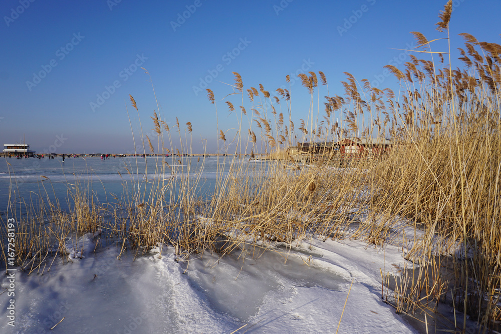 Schilf in Eis und Schnee, klarer Himmel Schilf in Eis und Schnee, klarer Himmel