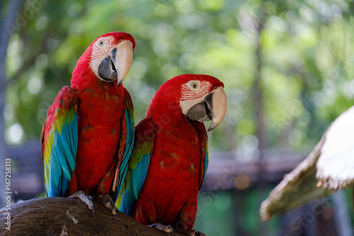 Two parrots on branch.