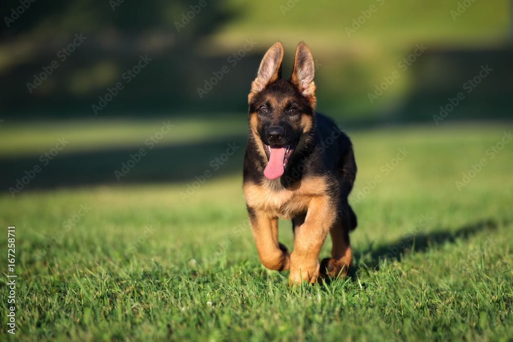 happy german shepherd puppy running outdoors in summer happy german shepherd puppy running outdoors in summer