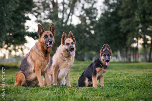 Fototapeta Naklejka Na Ścianę i Meble -  two german shepherd dogs with a puppy outdoors in summer