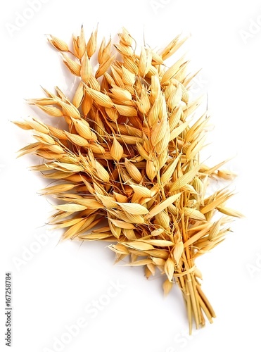 Oat plant .