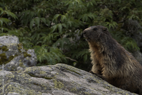 Wild marmot from Alps