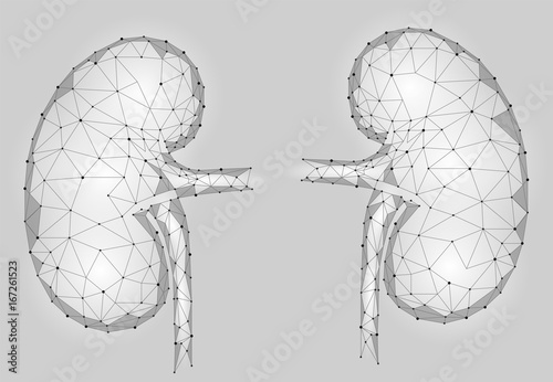 Kidneys internal organ men 3d low poly geometric model. Urology system medicine treatment. Future science technology polygonal geometric gray white vector illustration