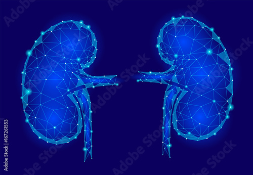 Kidneys internal organ men 3d low poly geometric model. Urology system medicine treatment. Future science technology polygonal geometric blue vector illustration