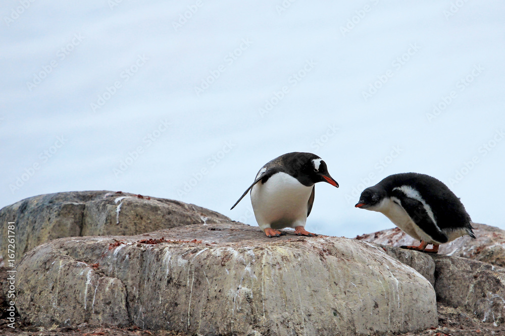 Naklejka premium Gentoo penguins, Pygoscelis Papua, Antarctic Peninsula Antarctica