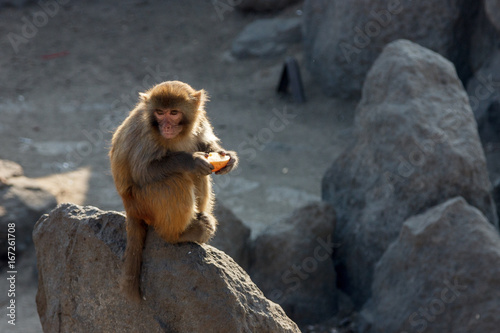 Monkey and food