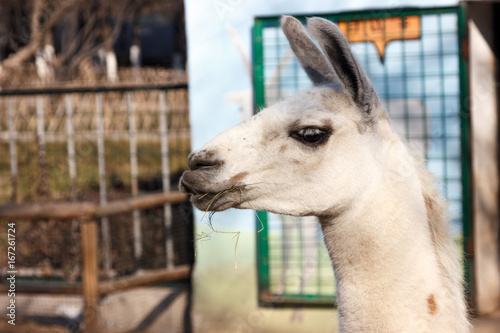 White llama