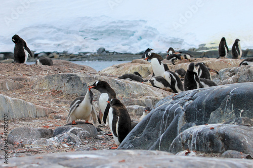Gentoo penguins, Pygoscelis Papua, Antarctic Peninsula Antarctica