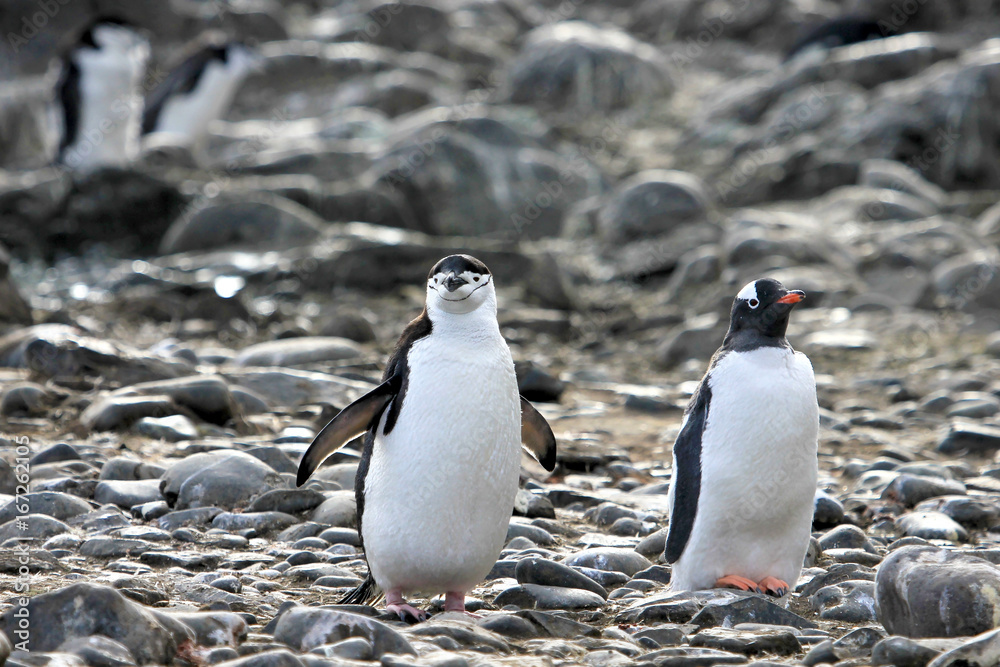 Fototapeta premium A Chinstrap Penguin on the left and a Gentoo Penguin on the right, Antarctic Peninsula, Antarctica