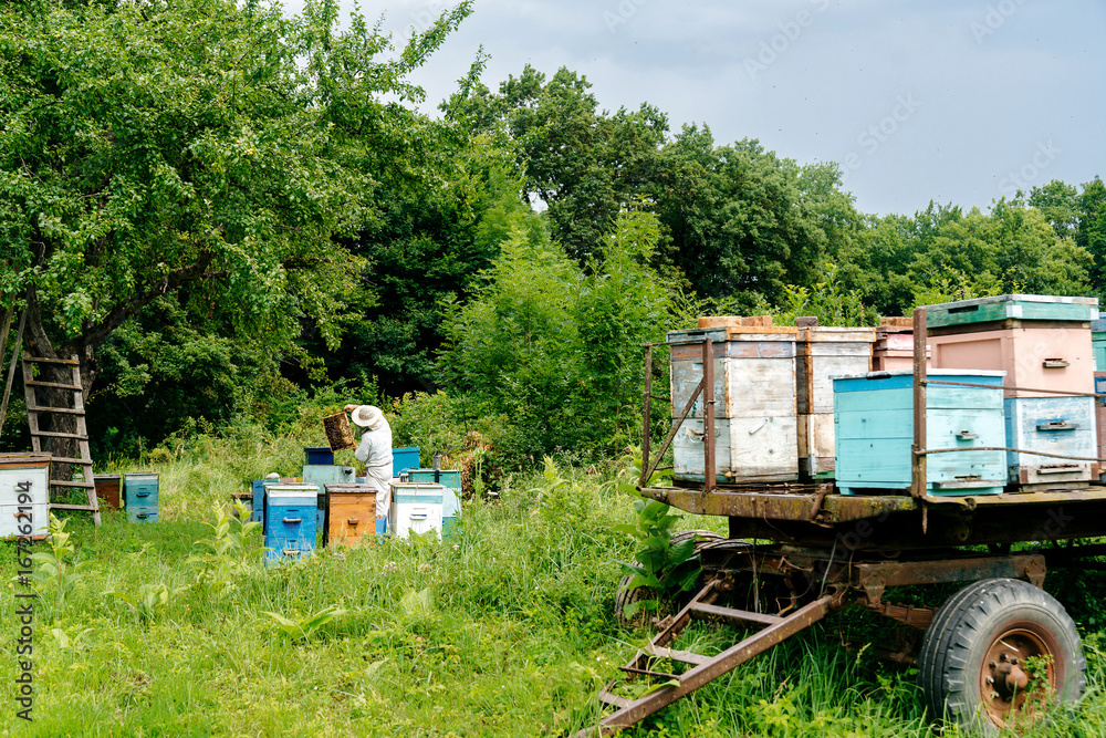 beekeeper removes honeycombs from the hive, filled with fresh honey against the background of houses for bees. Beekeeping. beekeeper removes honeycombs from the hive, filled with fresh honey against the background of houses for bees. Beekeeping.