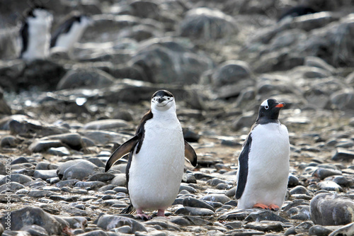 A Chinstrap Penguin on the left and a Gentoo Penguin on the right, Antarctic Peninsula, Antarctica photo