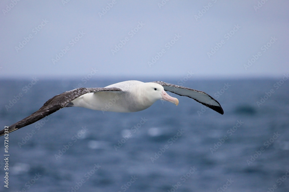 Obraz premium Flying Wandering Albatross, Snowy Albatross, White-Winged Albatross or Goonie, diomedea exulans, Antarctic ocean, Antarctica