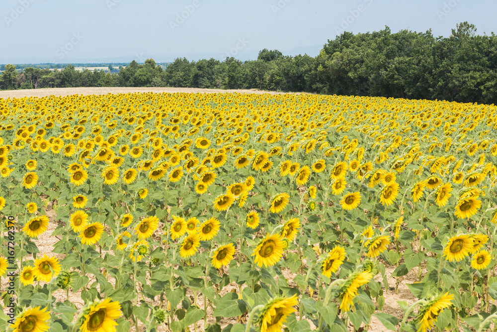 Obraz premium Sunflower field