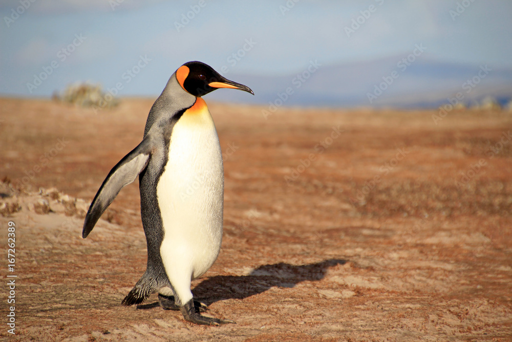 Naklejka premium King penguin, aptenodytes patagonicus, Saunders Falkland Islands Malvinas