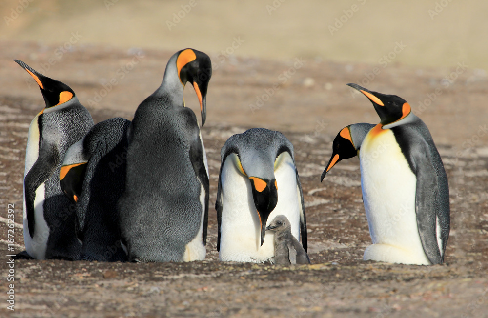 Obraz premium King penguins with chick, aptenodytes patagonicus, Saunders Falkland Islands Malvinas
