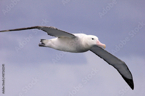 Flying Wandering Albatross, Snowy Albatross, White-Winged Albatross or Goonie, diomedea exulans, Antarctic ocean, Antarctica photo