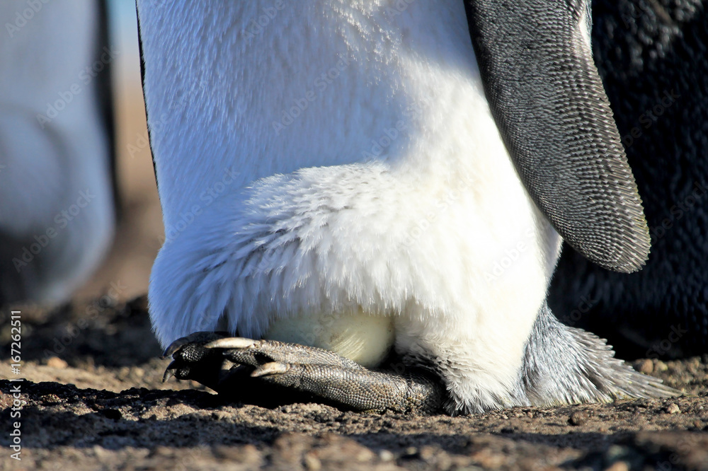 Naklejka premium King penguin with an egg between the feet, aptenodytes patagonicus, Saunders Falkland Islands Malvinas