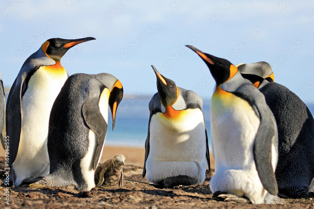 Fototapeta premium King penguins with chick, aptenodytes patagonicus, Saunders Falkland Islands Malvinas