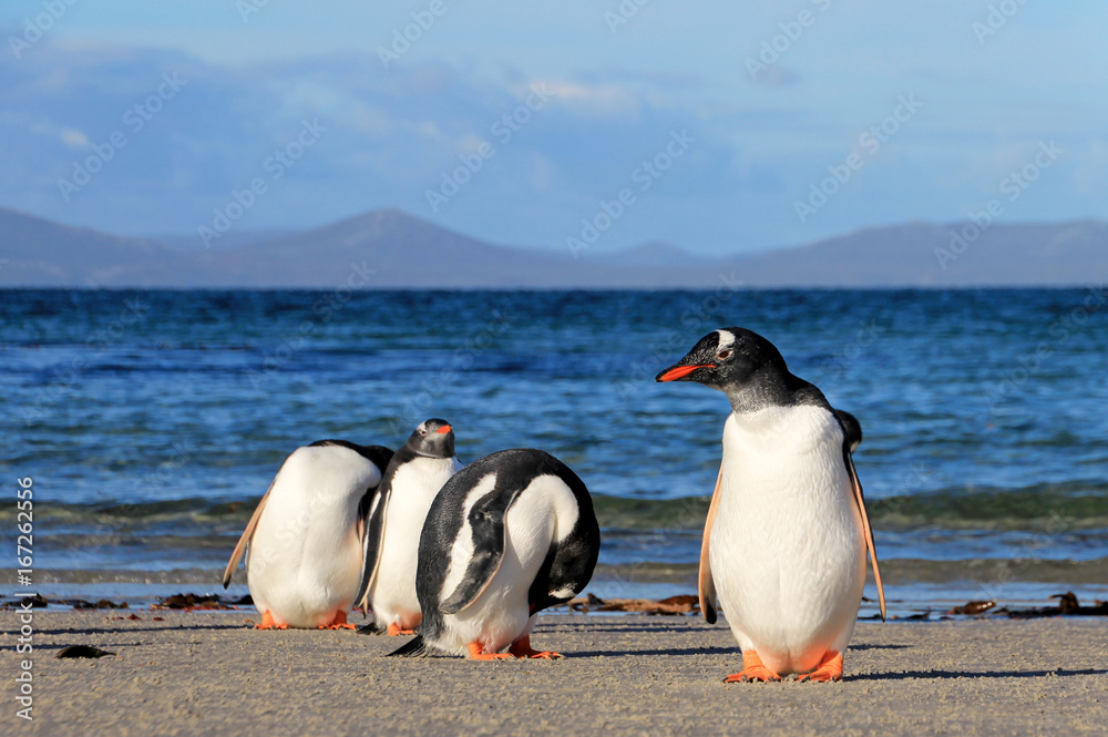 Fototapeta premium Gentoo penguins, Pygoscelis Papua, Saunders Falkland Islands Malvinas