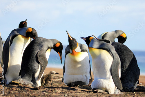 King penguins with chick  aptenodytes patagonicus  Saunders Falkland Islands Malvinas