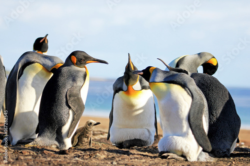 Fényképezés King penguins with chick, aptenodytes patagonicus, Saunders Falkland Islands Mal
