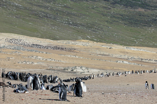 Gentoo penguins, Pygoscelis Papua, Saunders Falkland Islands Malvinas