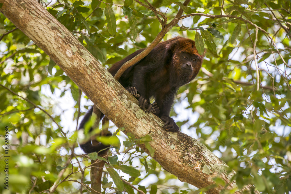 Bugio-ruivo (Alouatta guariba) | Howler monkey Bugio-ruivo (Alouatta guariba) | Howler monkey