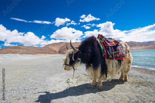 Yak at Pangong Lake in Ladakh, India